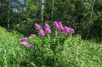 2361 George Johnston Road Springwater Ontario L0L 1Y0