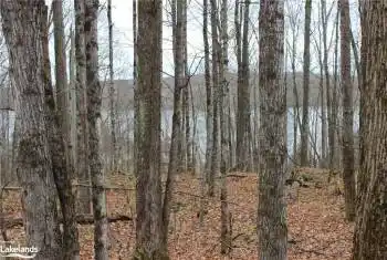 View of local wilderness